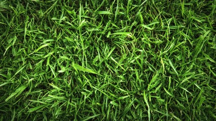 Obraz premium Vibrant Close-Up of Green Grass Textures Showcasing Lush Natural Patterns for Backgrounds and Nature Themes