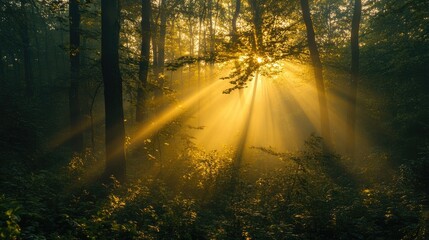 Golden Hour Sunlight Cascading Through Forest Trees Illuminating Nature's Beauty