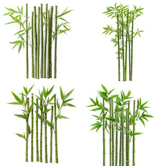Fototapeta premium Tall Bamboo Stalks with Green Leaves Isolated White Background