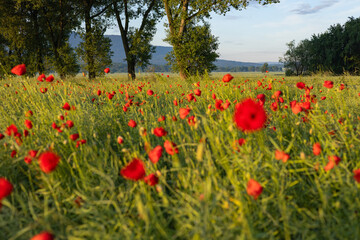 Vibrant poppy field in a sunny meadow with lush green grass and tall trees in the background under a clear blue sky. Tranquil and picturesque natural landscape for peaceful summer inspiration