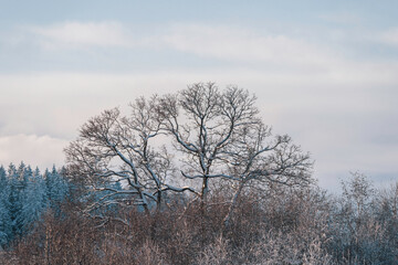 the big tree in the forest