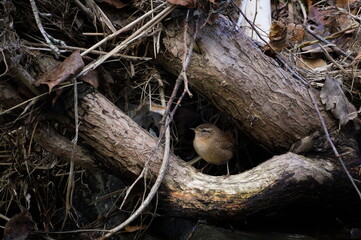 Troglodytes troglodytes aka Eurasian wren perched on the trunk near river. Tiny bird of Czech republic.