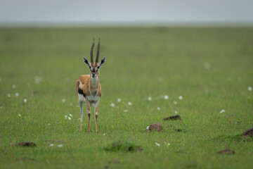Thomson gazelle stands on grass facing camera