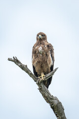 Tawny eagle on one leg on stump