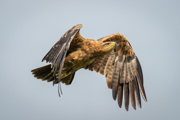 Tawny eagle flies across sky lifting wings