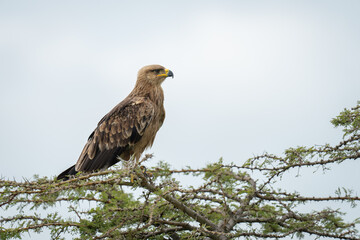 Fototapeta premium Tawny eagle in profile on whistling thorn