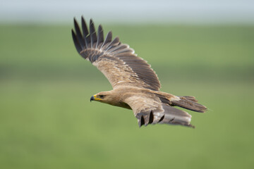 Tawny eagle flies across grassland spreading wings