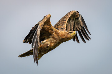 Tawny eagle flies through sky raising wings
