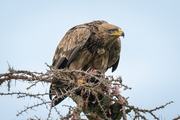 Steppe eagle stares away from whistling thorn