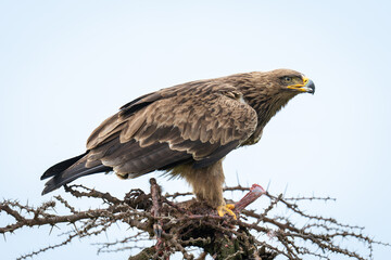 Steppe eagle opening beak on whistling thorn
