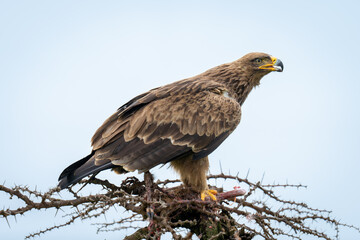 Steppe eagle on whistling thorn opens beak