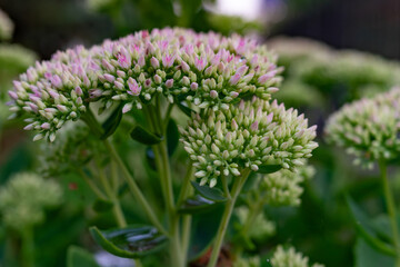 Blooming sedum plant in a garden showcasing soft pink buds and green leaves