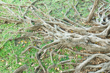 Intricate tree roots sprawling across green grass, showcasing nature beauty and complexity. roots intertwine with fallen leaves, creating natural tapestry