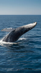 Giant Whale in Open Waters