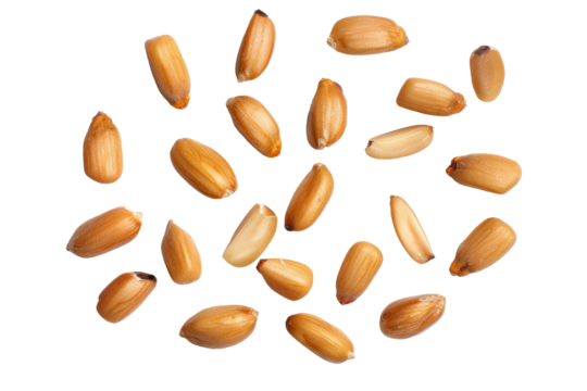 Flat lay view of roasted pine nuts scattered isolated on transparent background.
