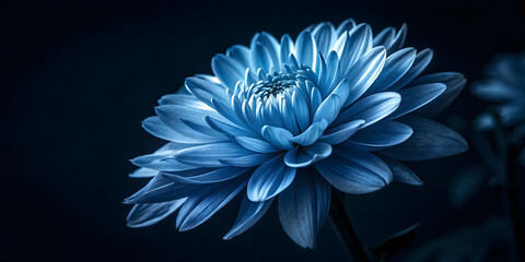 Obraz premium A close-up of a blue and white flower blooming in the snow, surrounded by petals, with delicate details capturing the beauty of nature and spring