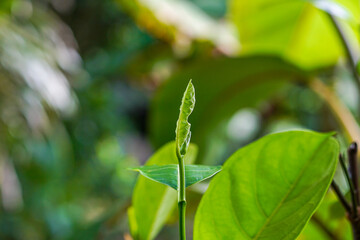 Green jackfruit leaf close up view 