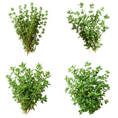 Obraz premium Fresh Thyme Sprigs Isolated on White Background