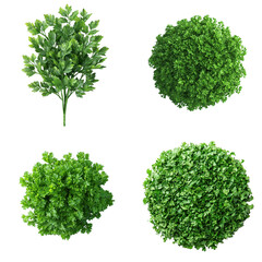 Fototapeta premium Fresh Parsley Sprigs Isolated on White Background