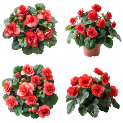 Vibrant Red Begonia Blooms on White Background