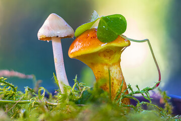 Mushrooms Together: Celebrating the Balance of Nature and Love