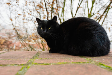 Prague, Prague, Czech Republic - March 12, 2024: Black Cat with Yellow Eyes Resting on Stone Wall in Castle District