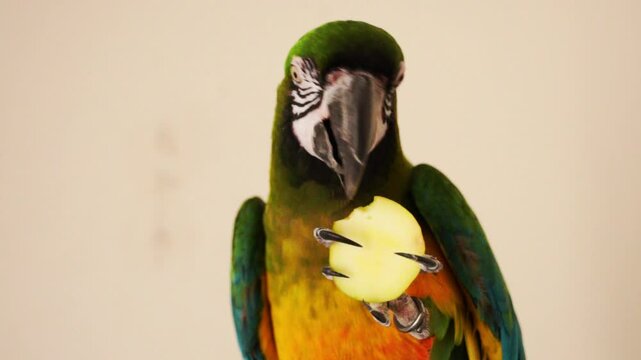 vid&eacute;o avec ralenti avec un perroquet tr&egrave;s joli, au multiples couleurs, en train de manger un morceau de pomme qu'il tient entre ses pattes