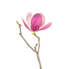 Pink magnolia flowers isolated on white background