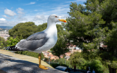 Nice, France - May 03, 2024: Majestic European Herring Gull Portrait on Castle Hill with Orange Beak and Urban Background