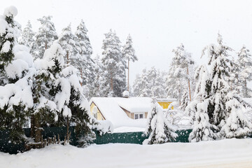 Cozy house surrounded by snow-covered trees in winter forest. Thick layers of snow blanket the branches and roof. Tranquil, picturesque winter scene during heavy snowfall.