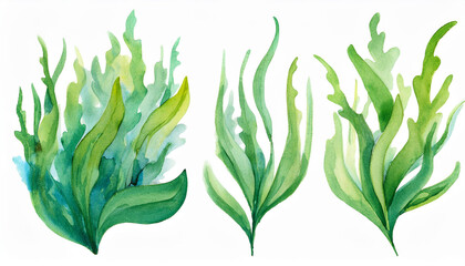Watercolor painting of seaweed collection, white background. Marine plant. Hand drawn art.