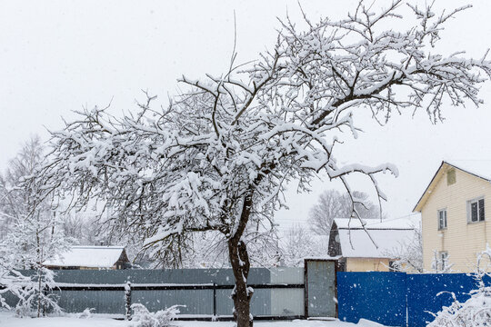 apple tree under snow