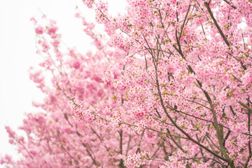 pink cherry blossoms blooming in Spring