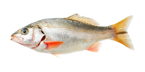 Fototapeta premium Freshwater perch fish lateral view isolated on transparent background