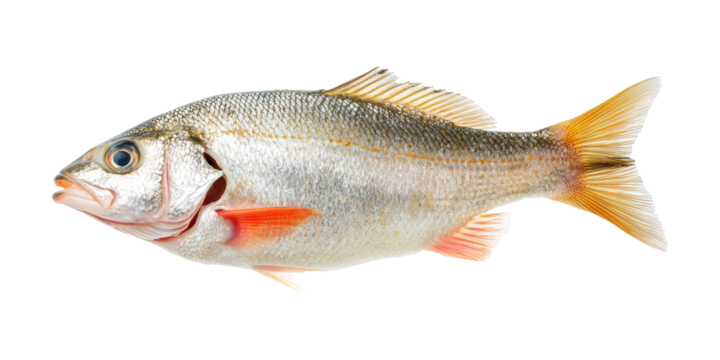 Freshwater perch fish lateral view isolated on transparent background