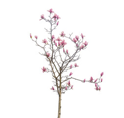 magnolia spring branch isolated on white background