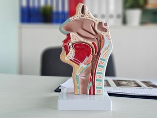 Human nasopharynx anatomy and ultrasound