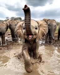 Fototapeta premium A baby elephant spraying water with its trunk, surrounded by its family in a muddy watering hole