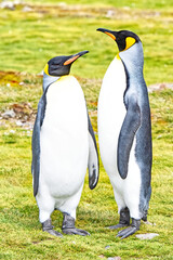 The King Penguin, Aptenodytes patagonicus, and the second largest species of penguin on the island of South Georgia. © John