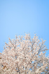 cherry tree blossom