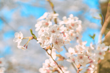 Obraz premium cherry blossom in spring