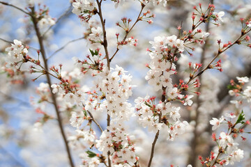 blossom in spring