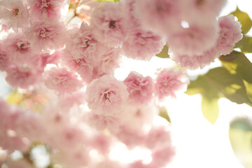 Obraz premium pink cherry blossom