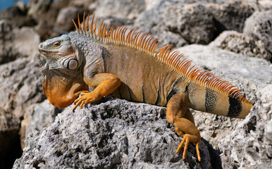 Exotic reptile animal. Wildlife fauna. Wild iguana lizard. Iguana lizard on the stone. Exotic iguana reptile. Tropical reptile