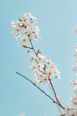 cherry tree blossom