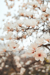 blossom in spring