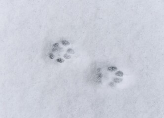 Two cat footprints on a snow.