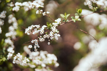 blossom in spring