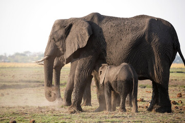 Fototapeta premium Eléphants dans le parc national de Chobe au Botswana