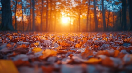 Autumnal forest floor at sunset, ground covered in fallen leaves, bokeh effect on trees, warm golden light.